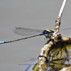 Pseudagrion aureofrons (Gold-fronted Riverdamsel) at Dunlop, ACT - 1 Mar 2019 by JohnBundock