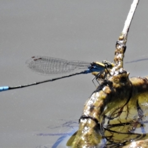 Pseudagrion aureofrons at Dunlop, ACT - 1 Mar 2019