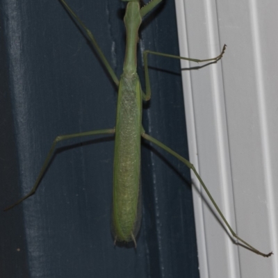 Pseudomantis albofimbriata (False garden mantis) at Higgins, ACT - 25 Feb 2019 by AlisonMilton