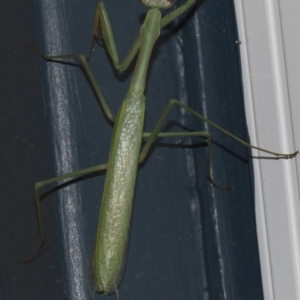 Pseudomantis albofimbriata at Higgins, ACT - 25 Feb 2019 08:33 PM