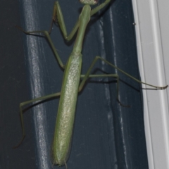 Pseudomantis albofimbriata at Higgins, ACT - 25 Feb 2019