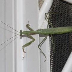 Pseudomantis albofimbriata at Higgins, ACT - 25 Feb 2019 08:33 PM