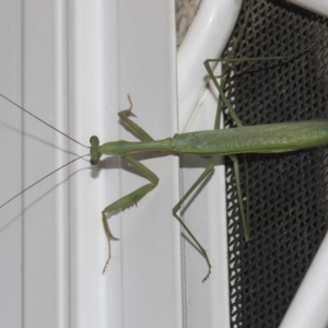 Pseudomantis albofimbriata at Higgins, ACT - 25 Feb 2019