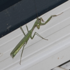 Pseudomantis albofimbriata at Higgins, ACT - 25 Feb 2019 08:33 PM