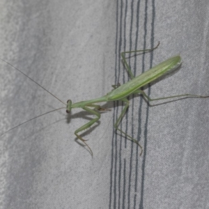 Pseudomantis albofimbriata at Higgins, ACT - 25 Feb 2019 08:33 PM