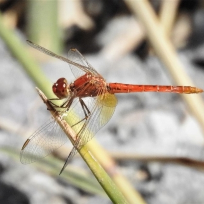 Diplacodes haematodes (Scarlet Percher) at Jarramlee-West MacGregor Grasslands - 1 Mar 2019 by JohnBundock