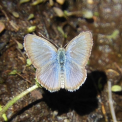 Zizina otis (Common Grass-Blue) at Gibraltar Pines - 24 Feb 2019 by MatthewFrawley