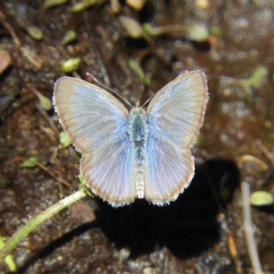 Zizina otis (Common Grass-Blue) at Paddys River, ACT - 24 Feb 2019 by MatthewFrawley