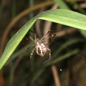 Argiope keyserlingi at Broulee, NSW - 27 Feb 2019