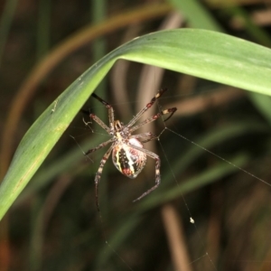 Argiope keyserlingi at Broulee, NSW - 27 Feb 2019 09:34 PM
