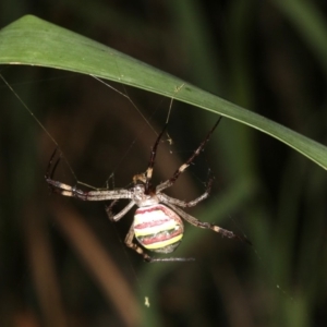 Argiope keyserlingi at Broulee, NSW - 27 Feb 2019 09:34 PM