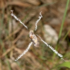 Argiope keyserlingi at Broulee, NSW - 27 Feb 2019 09:34 PM