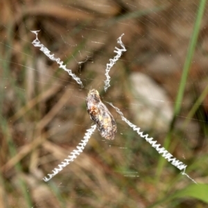 Argiope keyserlingi at Broulee, NSW - 27 Feb 2019 09:34 PM