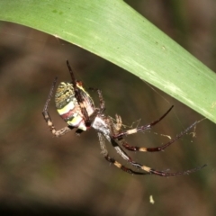 Argiope keyserlingi at Broulee, NSW - 27 Feb 2019