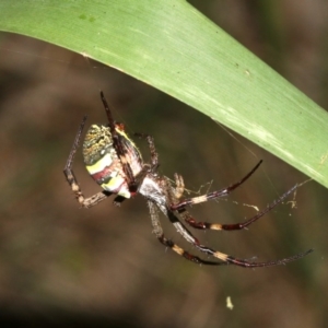 Argiope keyserlingi at Broulee, NSW - 27 Feb 2019 09:34 PM