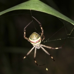 Argiope keyserlingi at Broulee, NSW - 27 Feb 2019