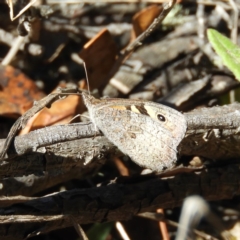 Geitoneura klugii (Marbled Xenica) at Gibraltar Pines - 24 Feb 2019 by MatthewFrawley