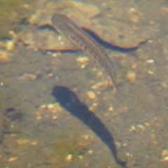 Galaxias olidus (Mountain Galaxias) at Cotter River, ACT - 24 Feb 2019 by MatthewFrawley