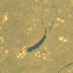 Galaxias olidus at Cotter River, ACT - 24 Feb 2019