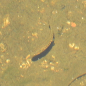 Galaxias olidus at Cotter River, ACT - 24 Feb 2019