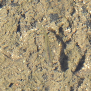 Galaxias olidus at Cotter River, ACT - 24 Feb 2019