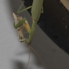 Orthodera ministralis (Green Mantid) at Higgins, ACT - 26 Feb 2019 by Alison Milton