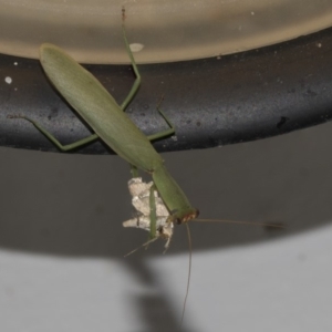 Orthodera ministralis at Higgins, ACT - 26 Feb 2019 10:39 PM