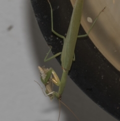 Orthodera ministralis at Higgins, ACT - 26 Feb 2019 10:39 PM