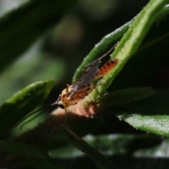 Braconidae (family) at Higgins, ACT - 25 Feb 2019