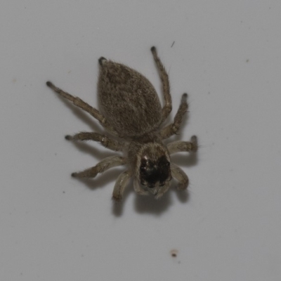 Maratus griseus (Jumping spider) at Higgins, ACT - 25 Feb 2019 by Alison Milton