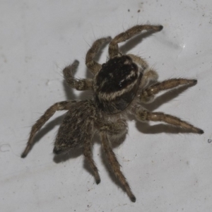 Maratus griseus at Higgins, ACT - 25 Feb 2019