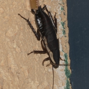 Drymaplaneta communis at Higgins, ACT - 27 Feb 2019 09:26 PM