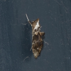 Arrade leucocosmalis (A Hypeninae moth) at Higgins, ACT - 27 Feb 2019 by Alison Milton