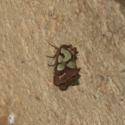 Cosmodes elegans (Green Blotched Moth) at Higgins, ACT - 27 Feb 2019 by AlisonMilton