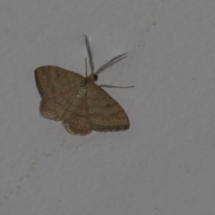 Scopula rubraria (Reddish Wave, Plantain Moth) at Higgins, ACT - 25 Feb 2019 by AlisonMilton