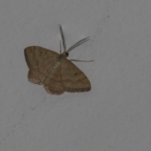 Scopula rubraria at Higgins, ACT - 25 Feb 2019