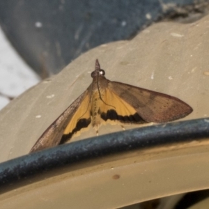 Uresiphita ornithopteralis at Higgins, ACT - 27 Feb 2019