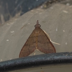 Uresiphita ornithopteralis at Higgins, ACT - 27 Feb 2019