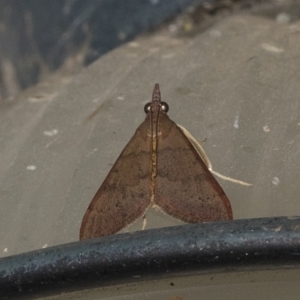 Uresiphita ornithopteralis at Higgins, ACT - 27 Feb 2019