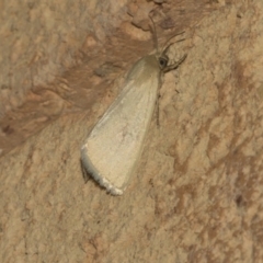 Heliocheilus (genus) (Heliothine moths) at Higgins, ACT - 26 Feb 2019 by Alison Milton