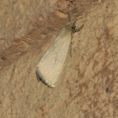 Heliocheilus (genus) (Heliothine moths) at Higgins, ACT - 26 Feb 2019 by AlisonMilton