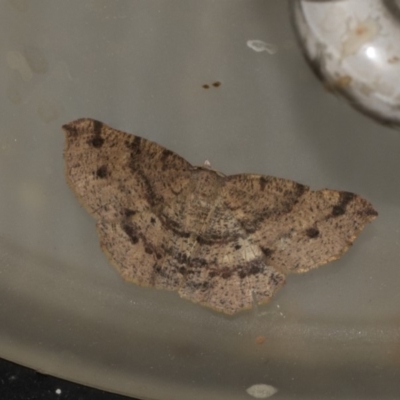 Rhinodia rostraria (Necklace Geometrid) at Higgins, ACT - 27 Feb 2019 by Alison Milton