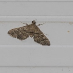 Nacoleia rhoeoalis (A Crambid moth (Spilomelinae) at Higgins, ACT - 27 Feb 2019 by AlisonMilton