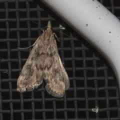 Achyra affinitalis (Cotton Web Spinner, Pyraustinae) at Higgins, ACT - 25 Feb 2019 by AlisonMilton