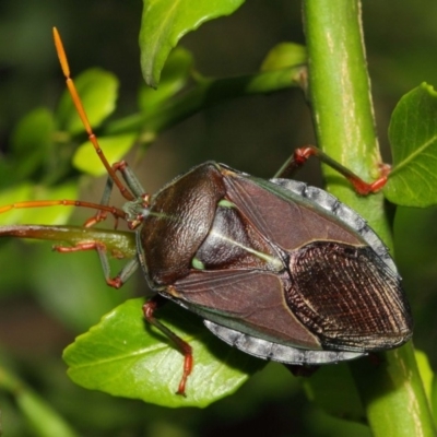 Musgraveia sulciventris (Bronze Orange Bug) at ANBG - 1 Mar 2019 by TimL