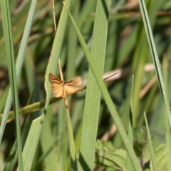 Phaeophlebosia furcifera (Forked Footman) at Fyshwick, ACT - 1 Mar 2019 by rawshorty