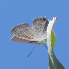 Acrodipsas myrmecophila (Small Ant-blue Butterfly) at Symonston, ACT by Christine