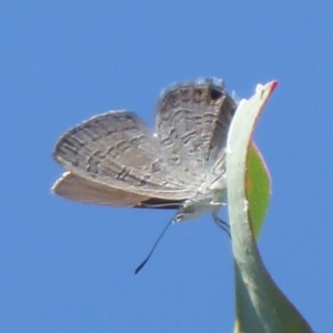 Acrodipsas myrmecophila at suppressed - suppressed