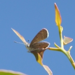 Acrodipsas myrmecophila at suppressed - suppressed