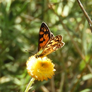 Oreixenica lathoniella at Paddys River, ACT - 24 Feb 2019 12:46 PM